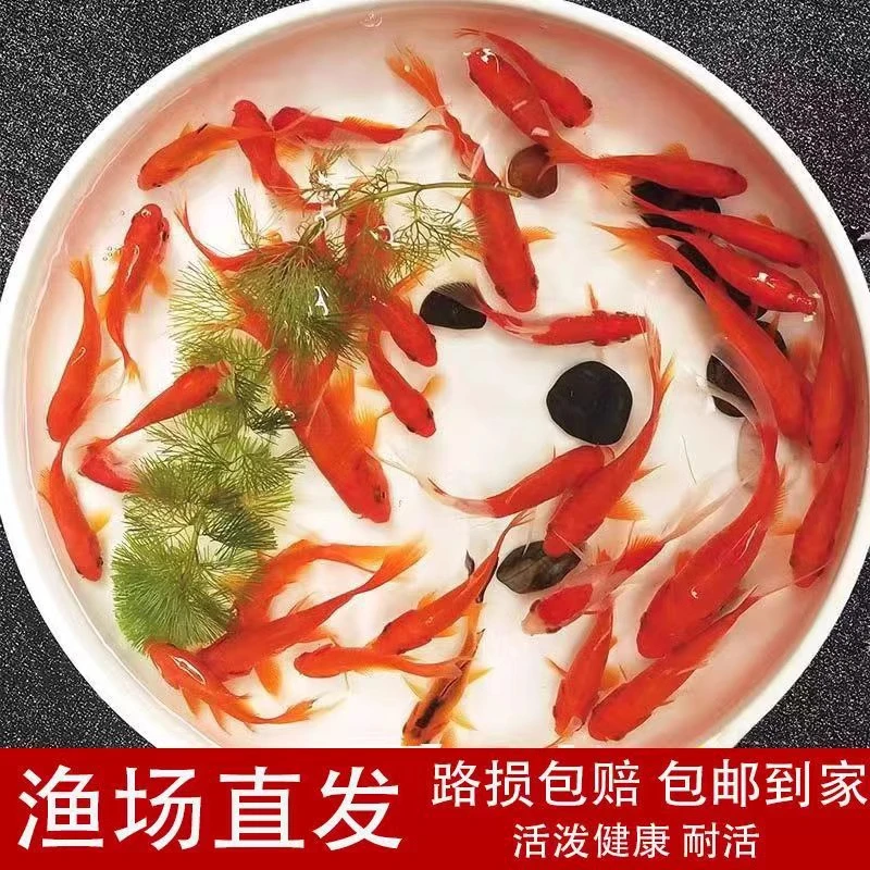 观赏鱼草金鱼小型淡水耐活冷水好养活鱼体家养闯缸饲料鱼红鲫鱼苗