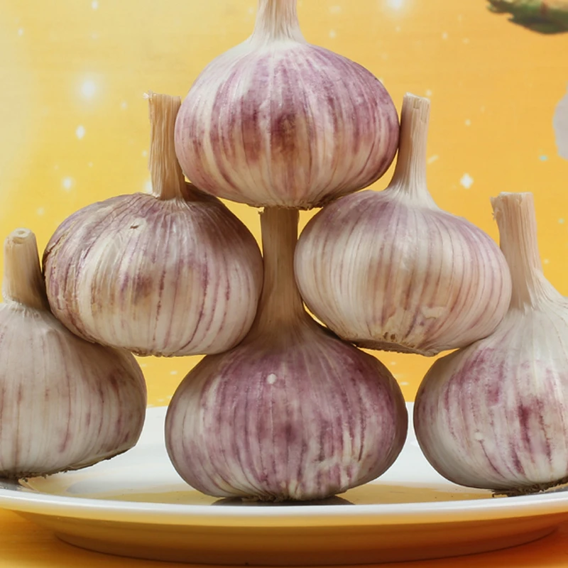 产地直发 山东特产2025新干蒜中大果 紫皮大蒜头