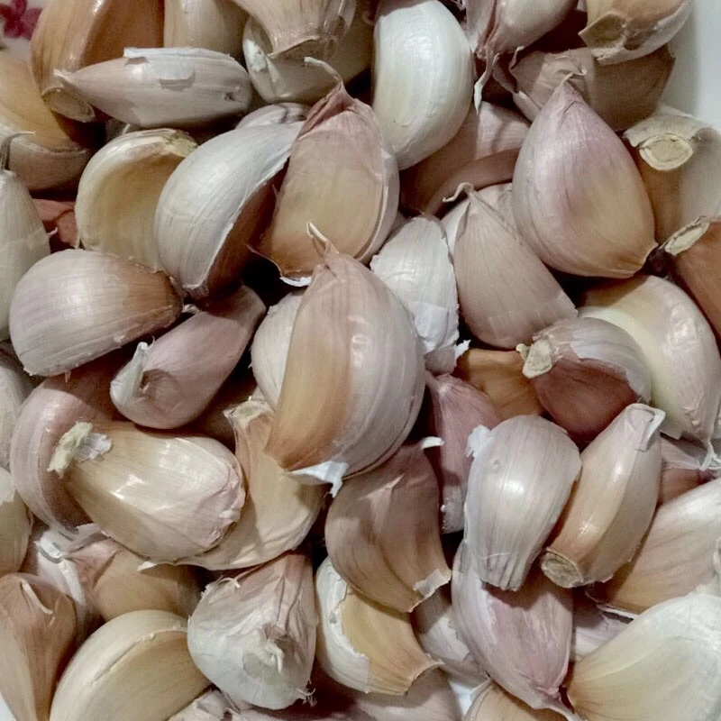 山东特产手工紫皮大蒜瓣可种植