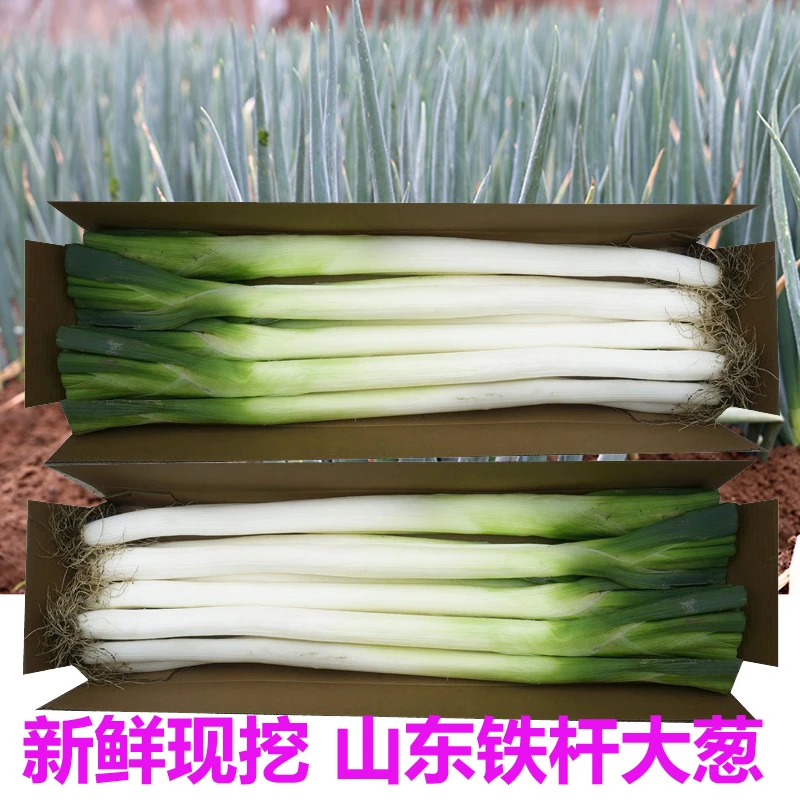 大葱山东铁杆大葱农家新鲜蔬菜现挖长葱去半叶净葱绿葱3斤4.5斤