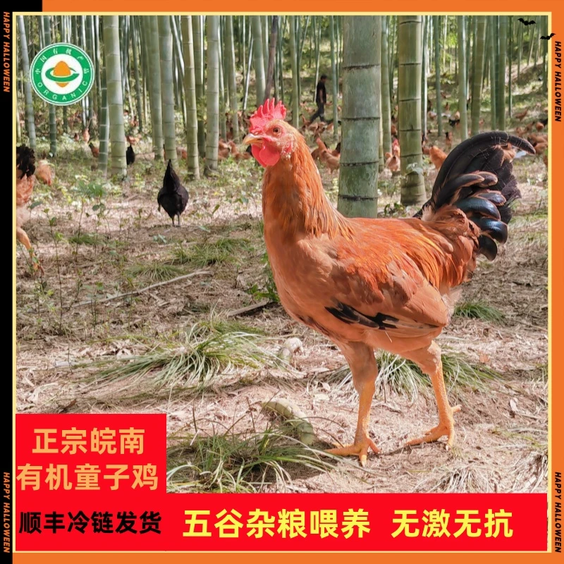 凤源祥皖南正宗有机童子鸡未打鸣小公鸡新鲜跑山鸡笨鸡草鸡整只