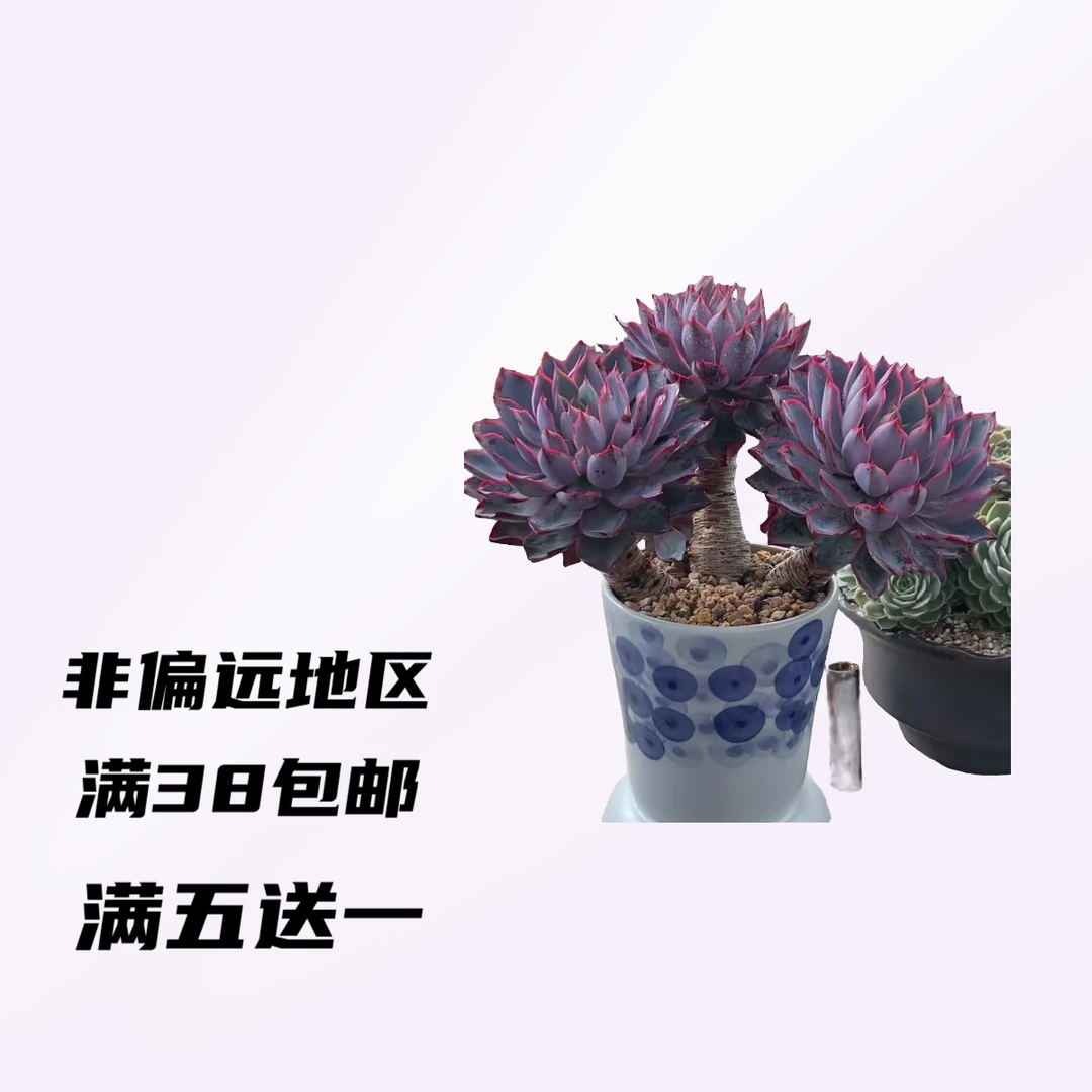 云南【冬梅精控老桩子多肉】上盆.种植多肉植物