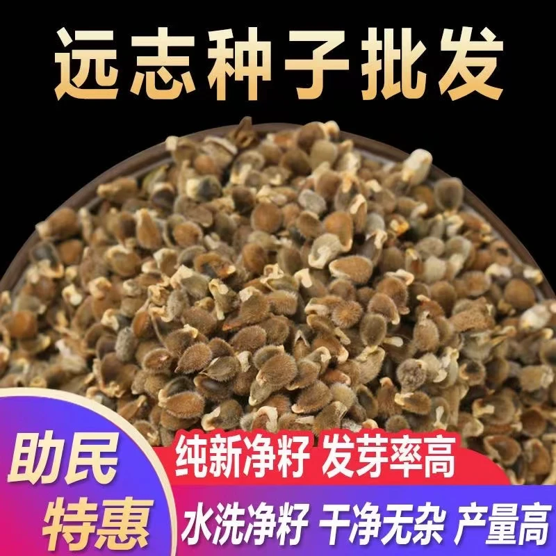 中药材远志种子远志籽药材种子种植简单易活四季播种耐寒耐旱易管