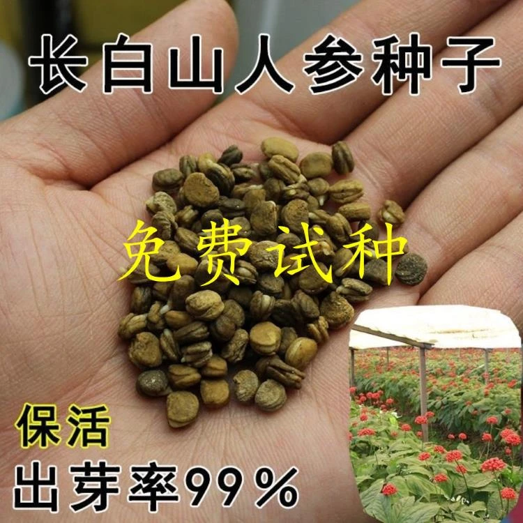 人参种籽子长白山人参种子野山参种植籽中药材种子人参种植苗树苗