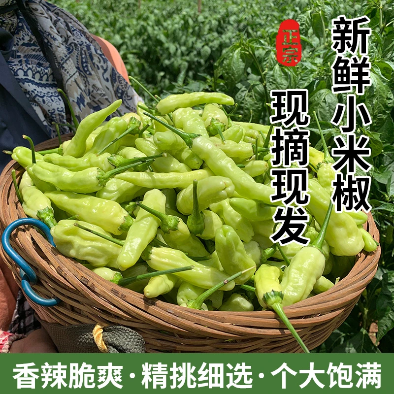 云南新鲜野山椒白米椒小米辣鲜辣爽口泡椒朝天椒产地直发特辣
