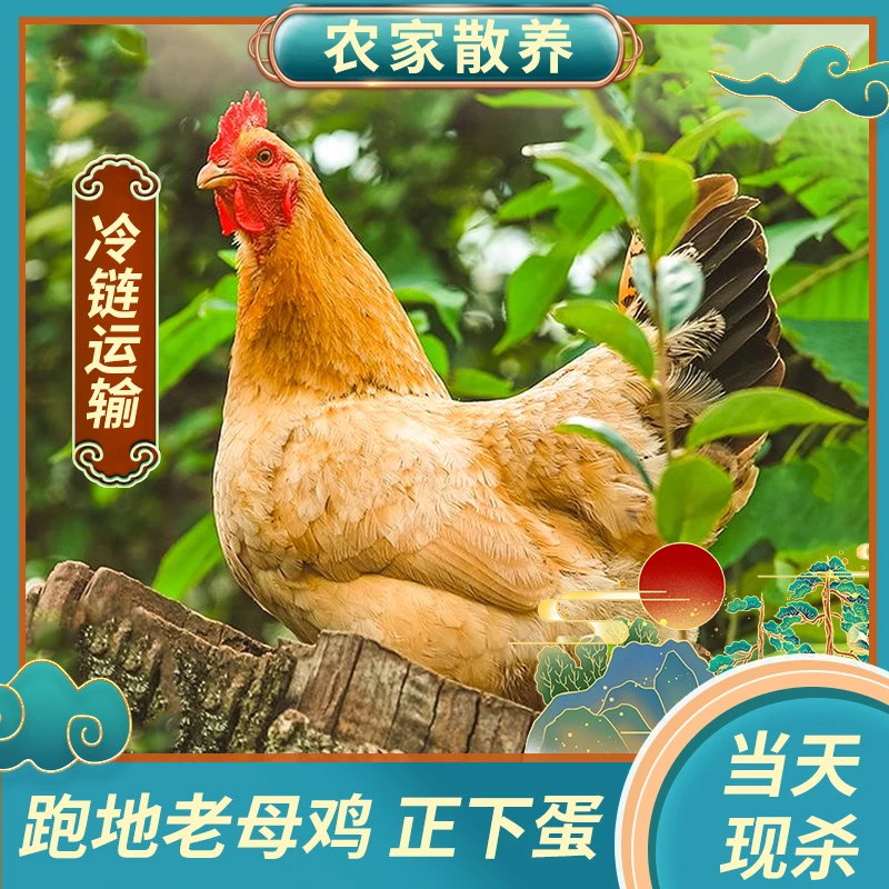 【小扬农场】放养三年黄油老母鸡 月子鸡带内脏3只 净重8斤