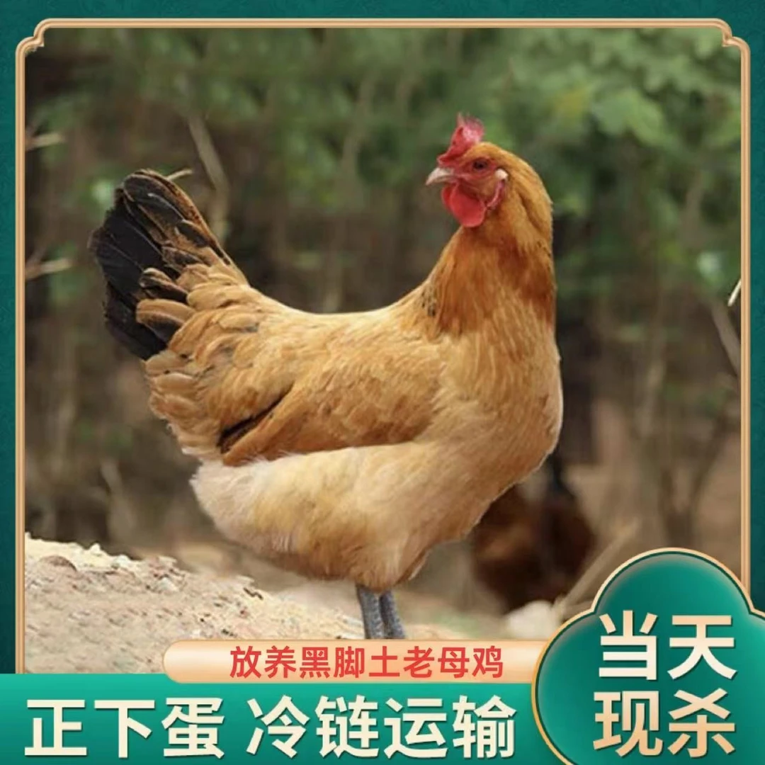 【山里人】放养黑脚土鸡老母鸡2只净重5斤
