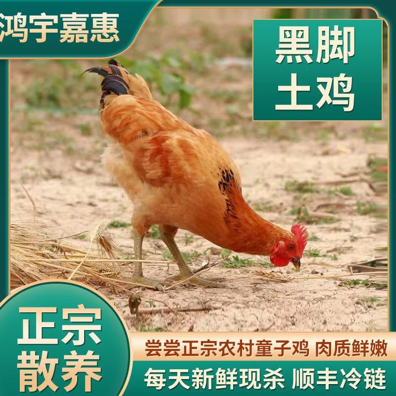 【小芳家】农家放养100天黑脚童子鸡肉质鲜嫩净膛 5只净重6.5斤以上