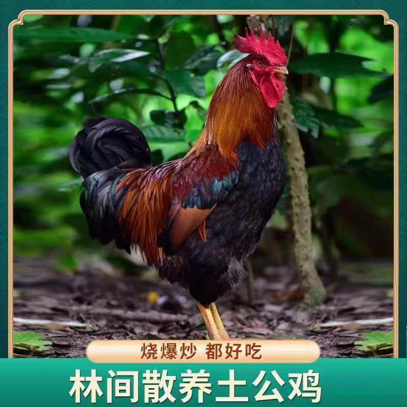 【圆圆家】买二送一放养公鸡肉质鲜嫩 3只净重9斤
