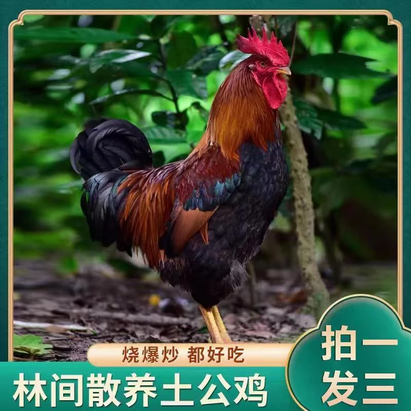 【原生态散养鸡】放养黄脚土公鸡 肉质鲜嫩 带内脏 3只净重9斤