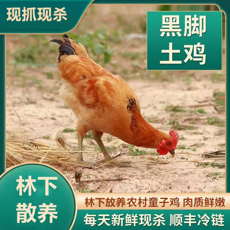 【小燕子】买四送一放养120天黑爪土鸡 黑脚童子鸡 发5只 净重10斤