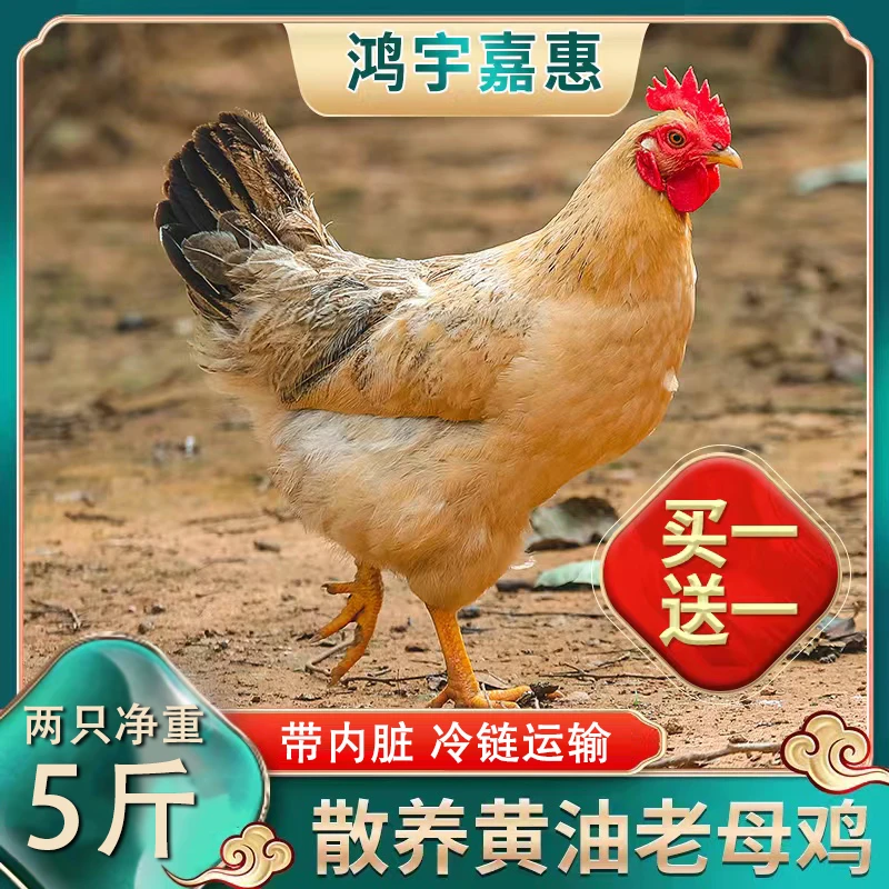 【凯凯家】果园散养2年黄油老母鸡带内脏2只净重5斤以上