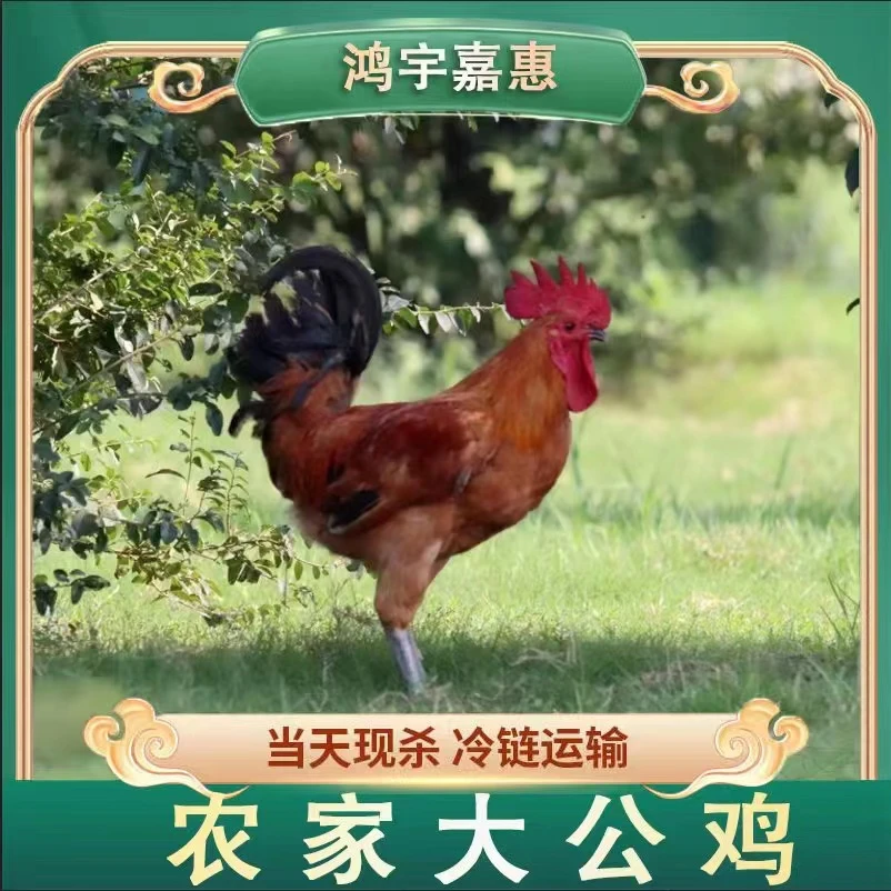 【小红家散养土鸡】放养黄脚土公鸡肉质鲜嫩 带内脏