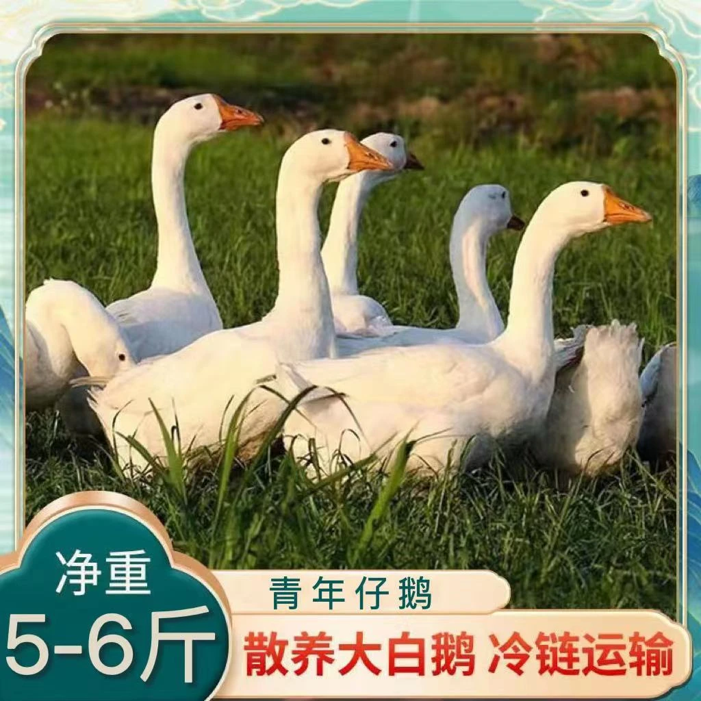 【胖嫂】水库散养大白鹅 土鹅一只净重5-6斤