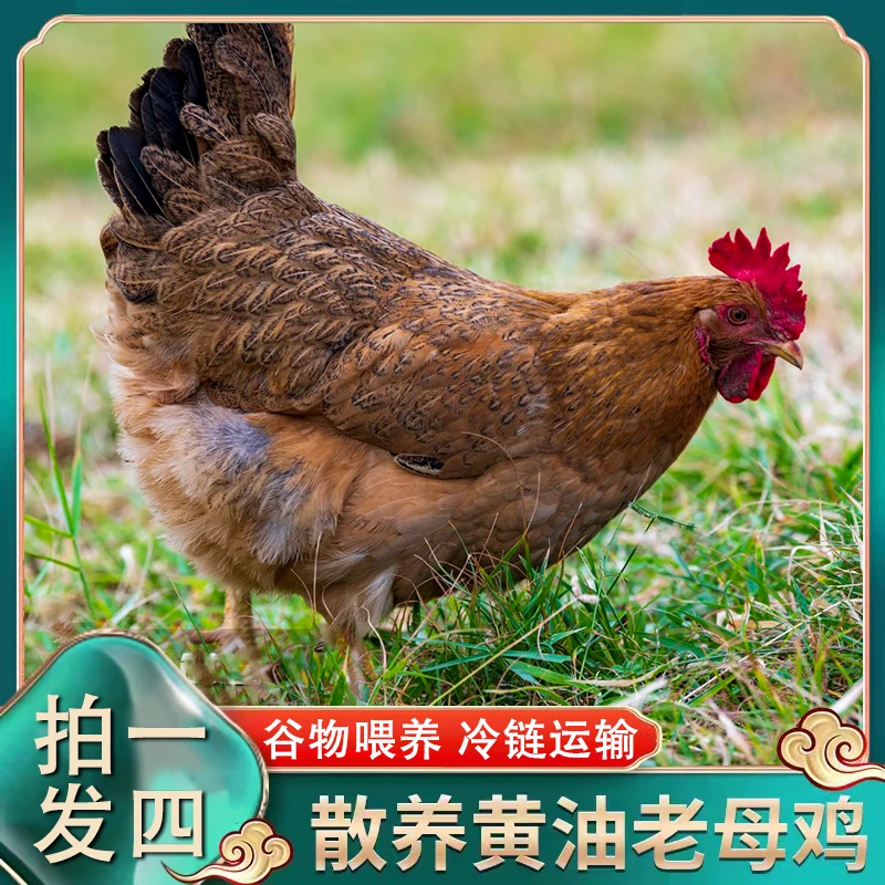 【兵哥农业】发4只 农家放养黄油老母鸡 4只净重8斤