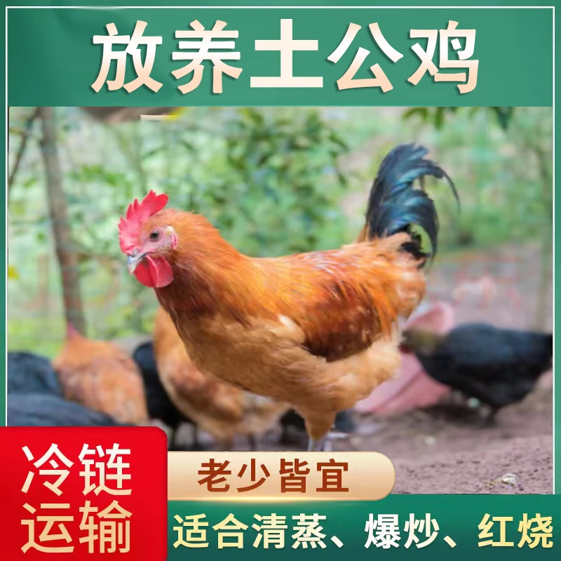 【胖嫂】农家放养5个月公鸡 4只净重8-9斤