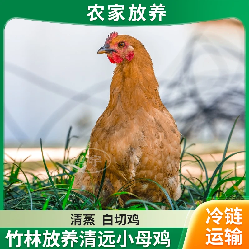 【老表家】竹林放养 清远鸡 仔母鸡 走地鸡  五只净重9-10斤