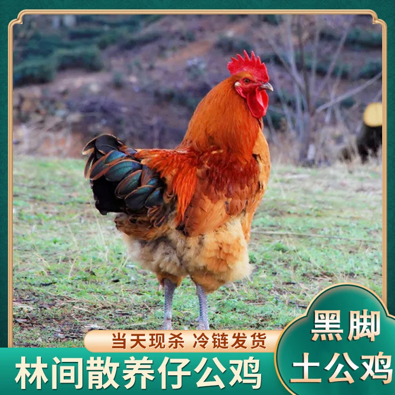 【山野风情】放养黑脚土公鸡 净膛发货 两只净重6斤