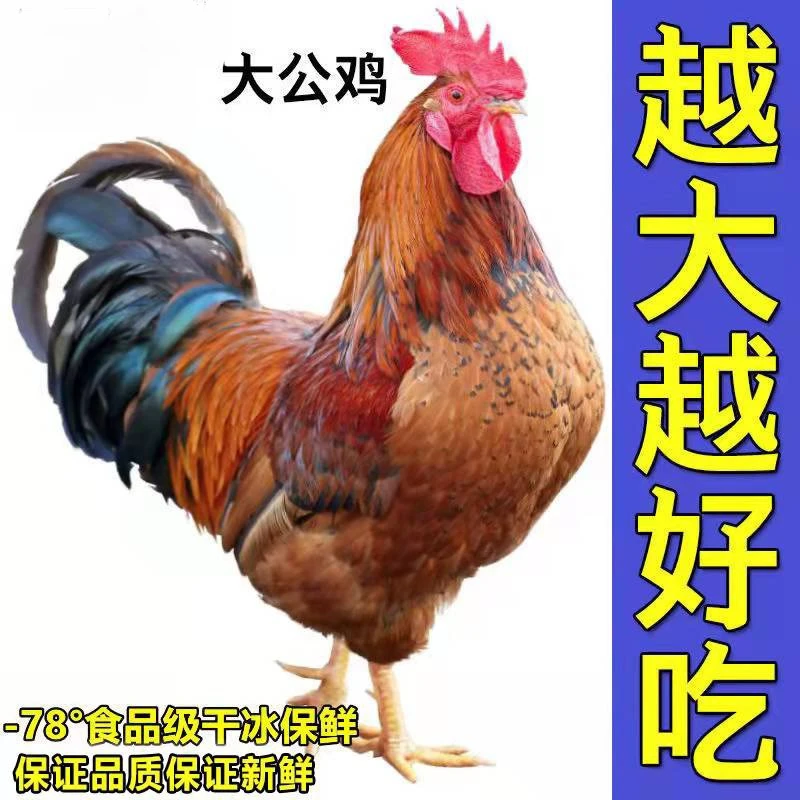 【月月】 农家大公鸡 新鲜现杀 1只净重8斤 带脚蹬