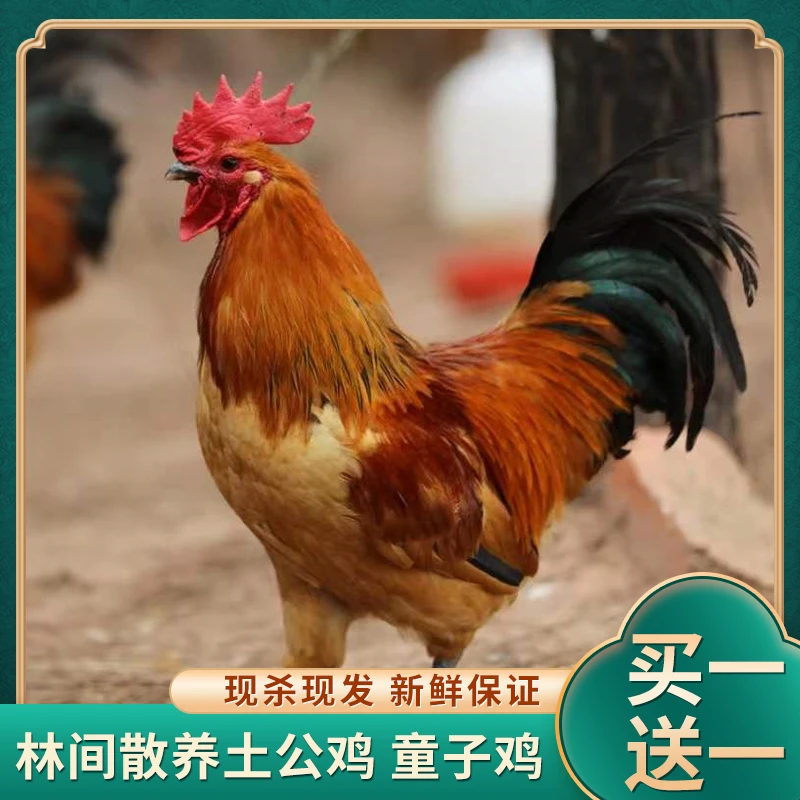 【农场直发】放养大公鸡土公鸡 肉质鲜嫩带内脏 两只净重5.5-6斤