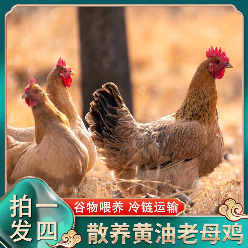 【小戴家】 放养2年黄油老母鸡 4只 带内脏 净重8斤