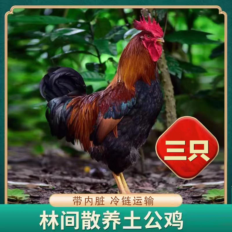 【月月家+3】放养土公鸡 肉质鲜嫩带内脏 3只毛重13斤 净重9斤左右