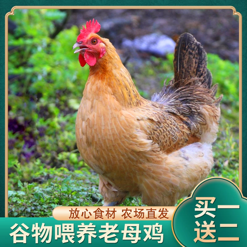 【农场直发】放养黄油老母鸡买一送二发三只 带内脏 共6斤
