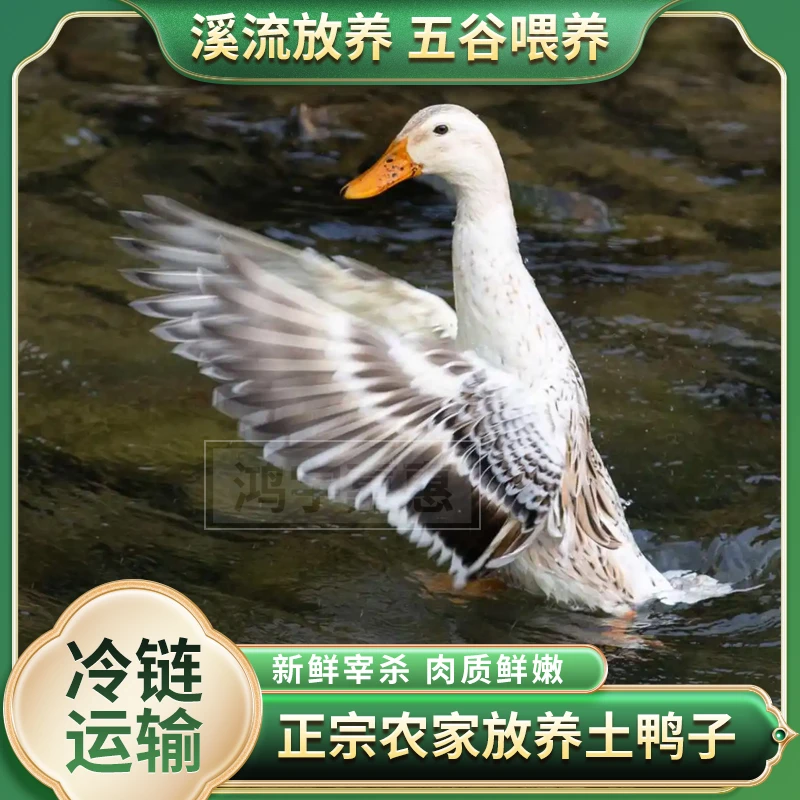 【千千】2只120天鸭子土鸭子放养散养水鸭子肉质鲜美2只净重7.2斤