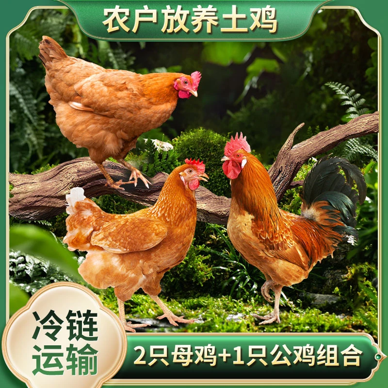 【有才散养土鸡】两只母鸡+一只公鸡 组合装 三只装