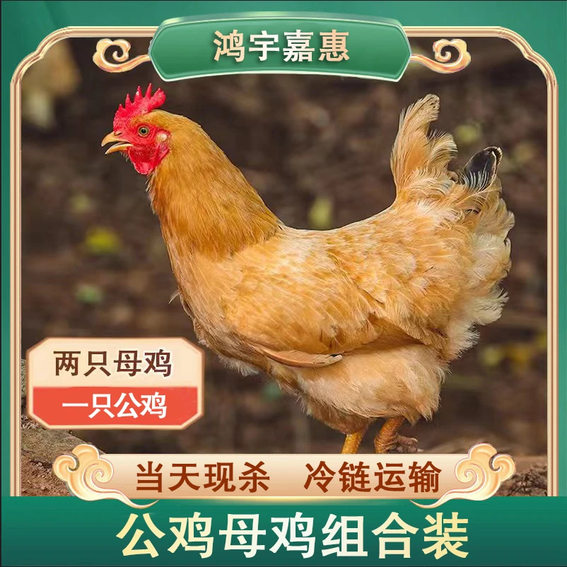 【五哥农场】两只黄油老母鸡+一只公鸡 组合装 三只共6斤
