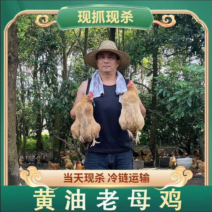 【草帽哥1】顺丰包邮 林间散养500天原种老母鸡 4只净重8斤