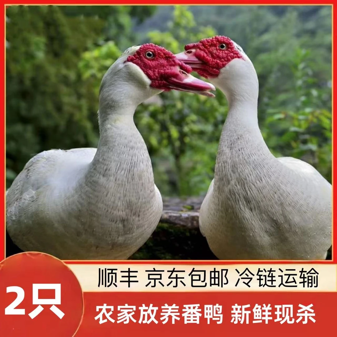 【2只番鸭】山林放养番鸭 现宰现杀 顺丰/京东包邮 2只净重8斤