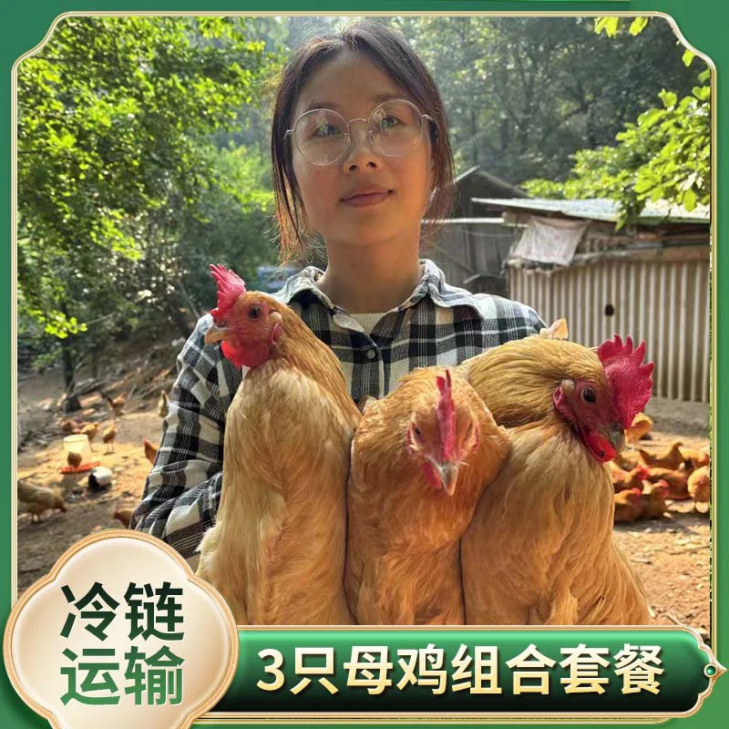 【燕子专属】放养3年黄油老母鸡土鸡 3只净重7.5斤