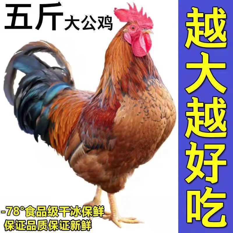 【大壮家】 山东大公鸡 新鲜现杀 一只净重5斤