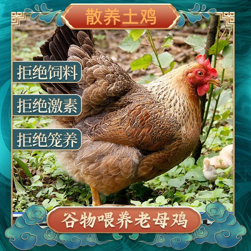 【小丁家土鸡】农家散养土鸡黄油老母鸡 单只净重2斤