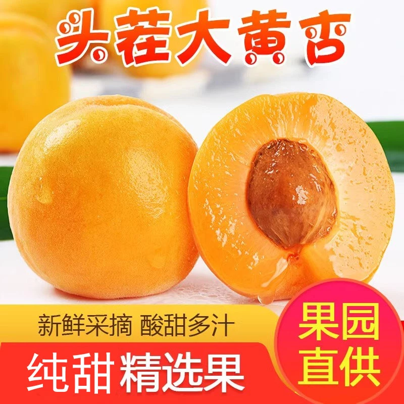 2025新鲜水果陕西金太阳大黄杏新鲜时令杏子1-5【坏果包赔】酸杏子