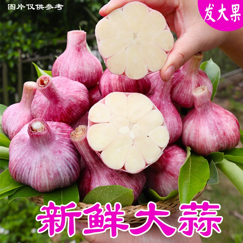 2025紫皮大蒜腊八蒜白红皮多瓣蒜大蒜头现挖鲜蒜干货3.5.9斤包邮