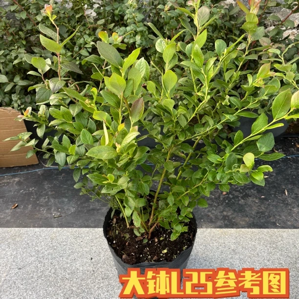 优质脱毒组培蓝莓苗L25L29F6H5原盆原土发货盆栽阳台庭院四季种植