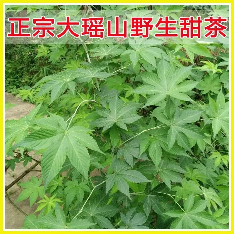 正宗广西桂林野生高山甜茶叶无糖无添加自然晒干甜茶叶子1.5g/袋