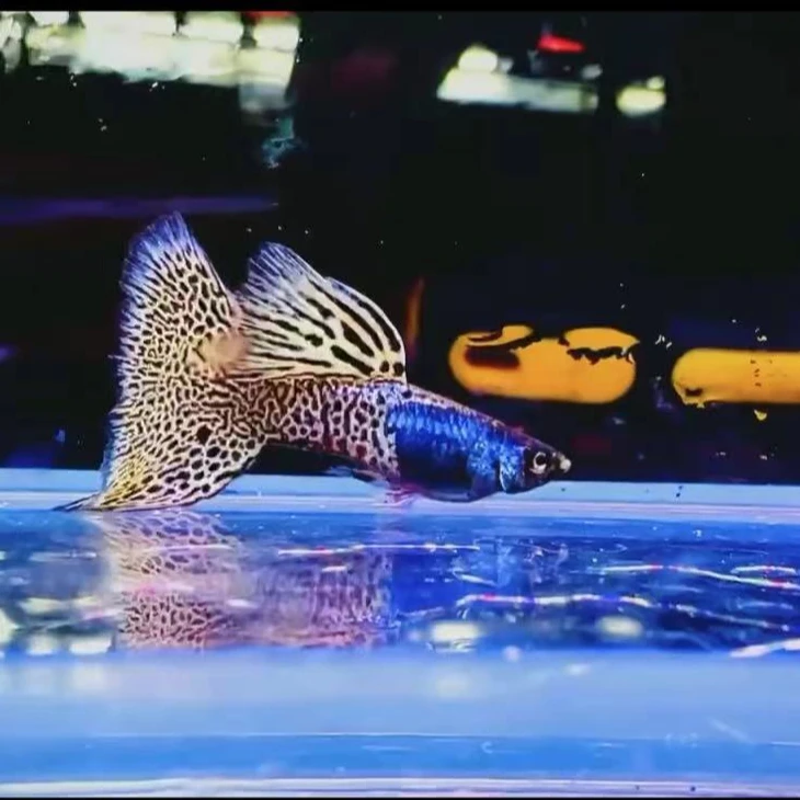 金属黄蕾丝孔雀鱼