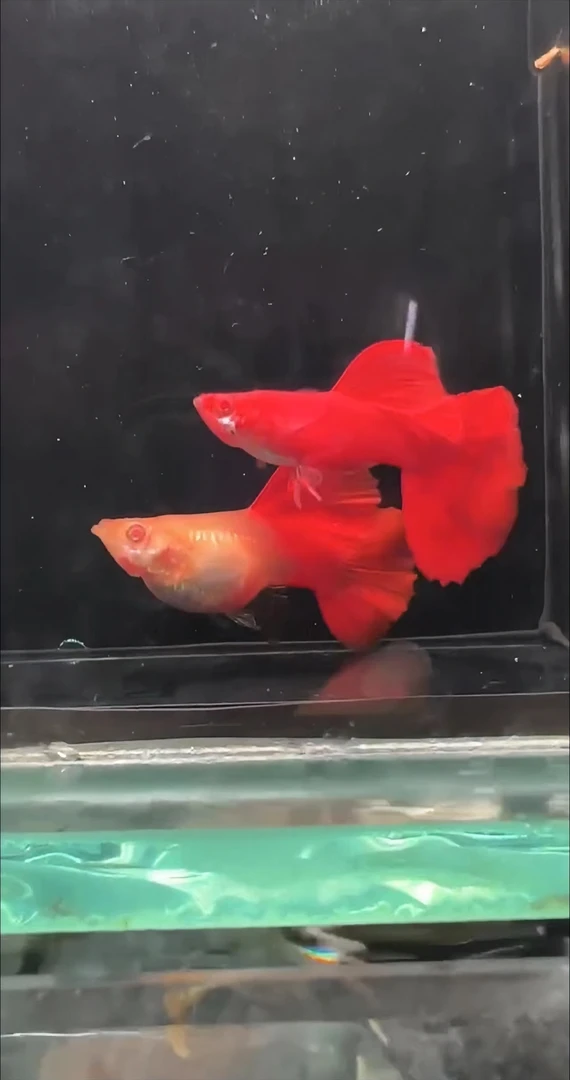 超大背血红精品孔雀鱼《顺丰包邮》