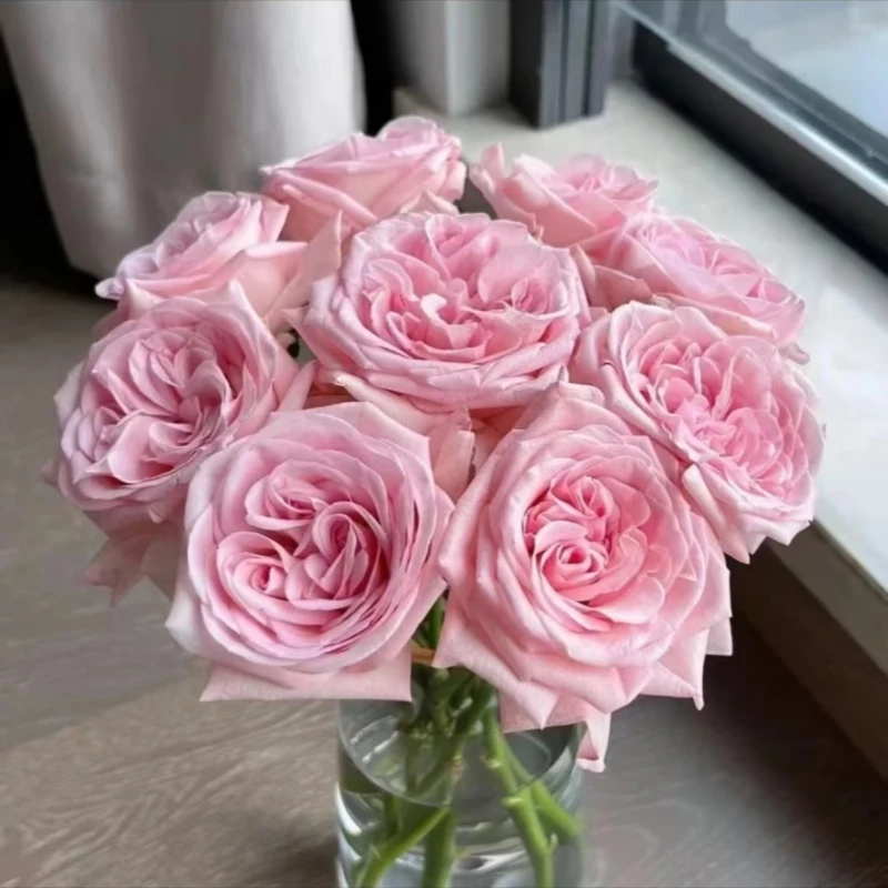 【粉荔枝玫瑰20支】浓香型花材大花头花苞发货新鲜水养花