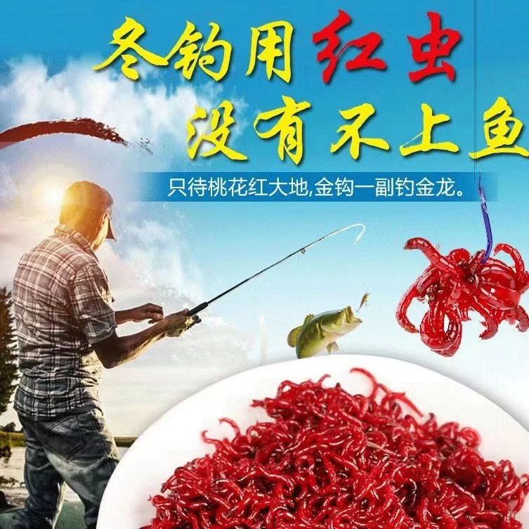 鲜活红虫特大号公虫活体活饵喂鱼饵拉饵鲫鱼野钓饵料钓鱼红虫