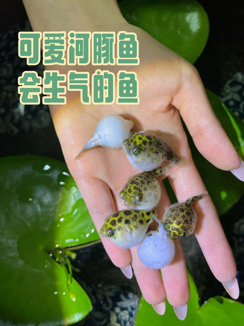 金娃娃吃螺高手潜水艇小河豚生气鼓肚子呆萌可爱无毒耐养活混养