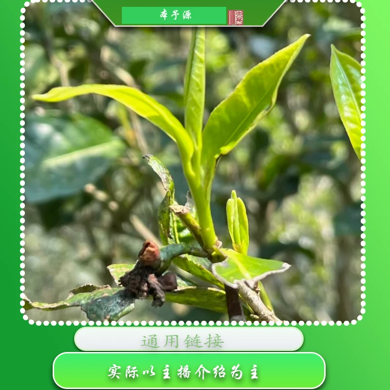 阿杨的茶普洱茶生茶回馈礼包