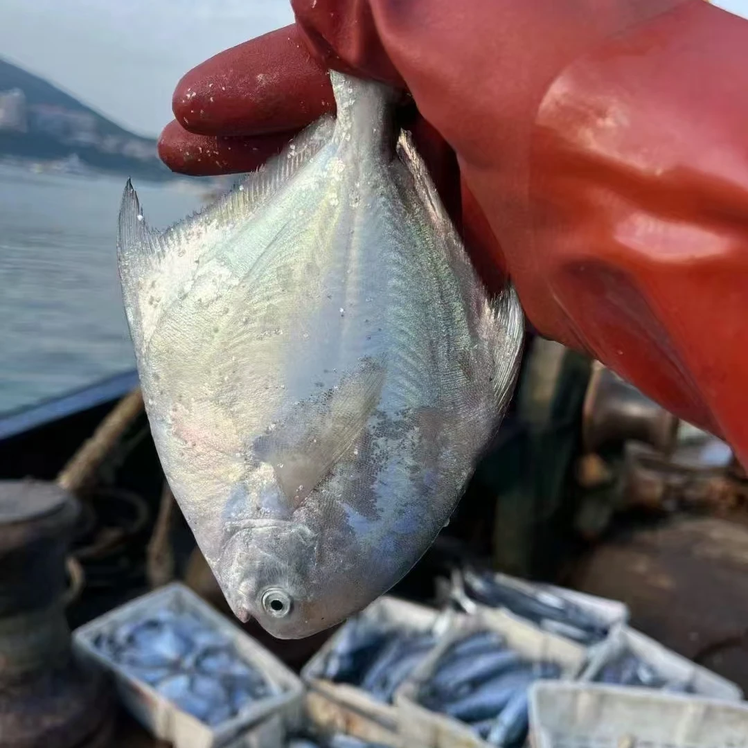 中国舟山东海野生中鲳鱼3-5两/条 到手3斤可以清蒸新鲜顺丰发货