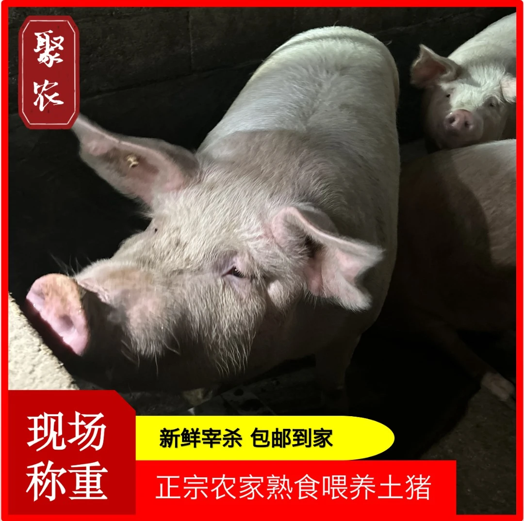 【猪脚合集】现场称重农家熟食喂养土猪 具体重量肉形以直播间为主