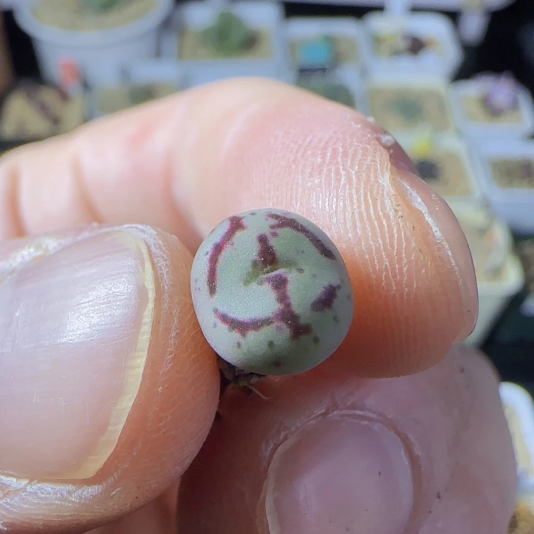 cr1527 小苗超级猴脸 思瑶