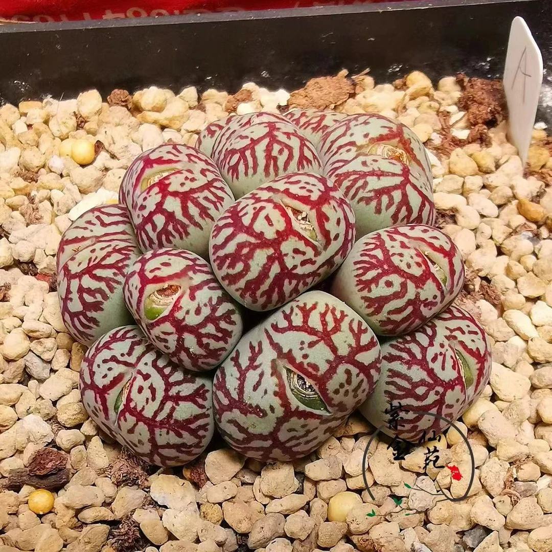 多肉植物肉锥火大八重墨Y661F1编号母本ABEJHIG经典10年选拔杂交