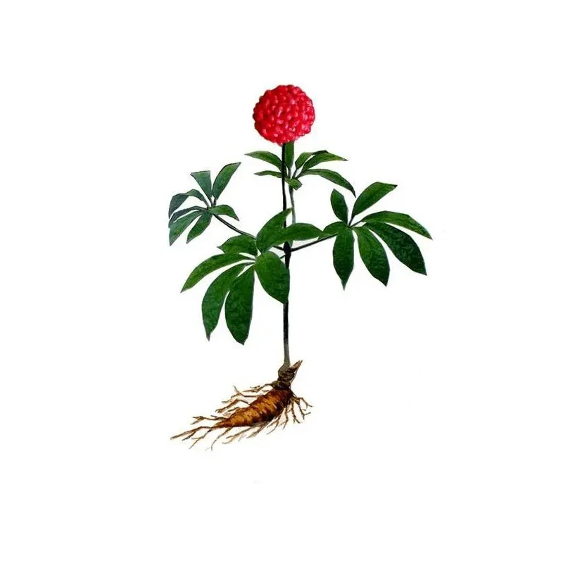 【吴掌柜推荐】云南叁-7️⃣ 田-7️⃣  250克包邮西洋参忽略磨粉请备注